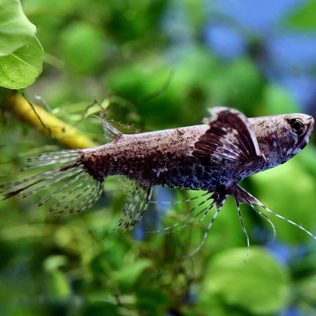 Pantodon buchholzi   Vlindervis M